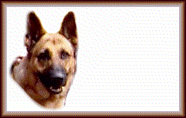 Odin Pet Page Excellence Award
