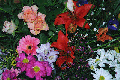 Flowers for you...